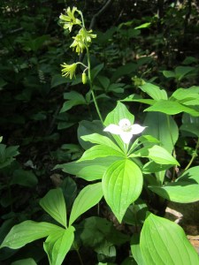 Bunchberry and Clintonia